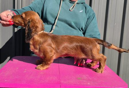 Argowan Wild At Heart Dachshund (Miniature Long Haired)