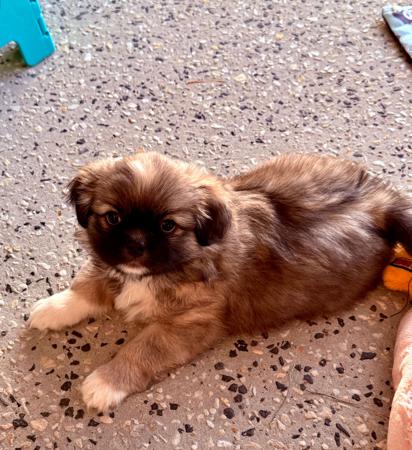 Tibetan Spaniel puppy for sale by INNESLAKE