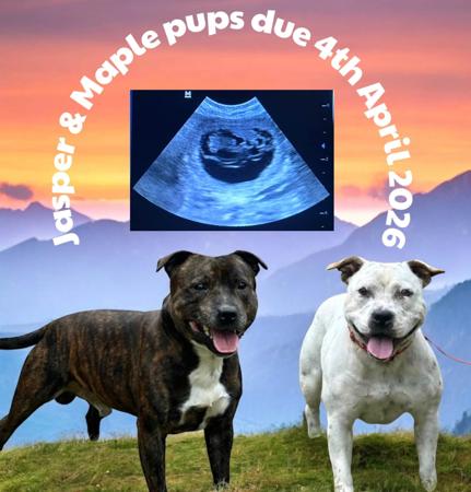 Staffordshire Bull Terrier for sale by CANECOUNTRY