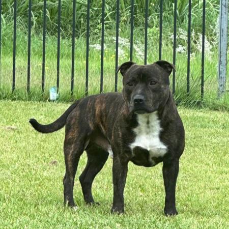 Staffordshire Bull Terrier for sale by CANECOUNTRY