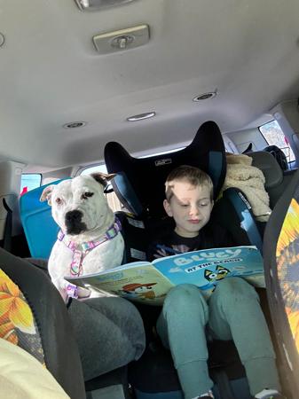 Staffordshire Bull Terrier for sale by CANECOUNTRY