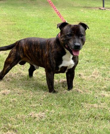 Staffordshire Bull Terrier for sale by CANECOUNTRY
