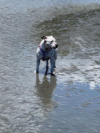 Staffordshire Bull Terrier for sale by CANECOUNTRY