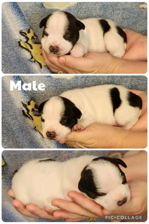 Staffordshire Bull Terrier puppy for sale by CANECOUNTRY