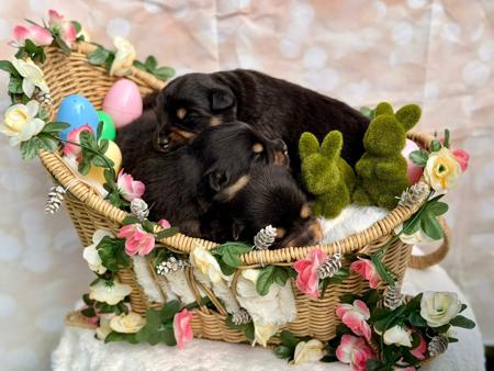 Finnish Lapphund for sale by ORICAL