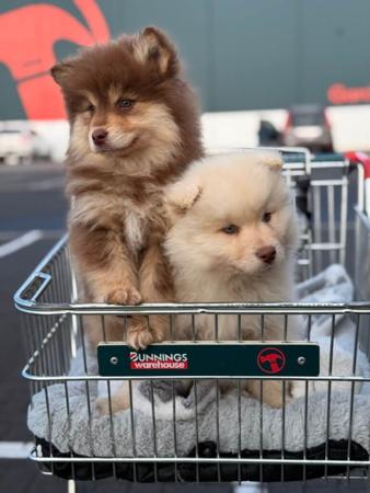 Finnish Lapphund for sale by ORICAL