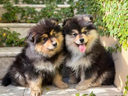 Finnish Lapphund for sale by ORICAL