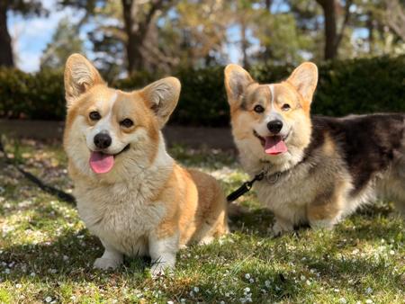 Welsh Corgi (Pembroke) for sale by ORICAL