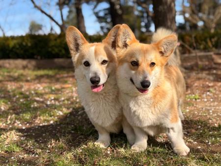 Welsh Corgi (Pembroke) for sale by ORICAL