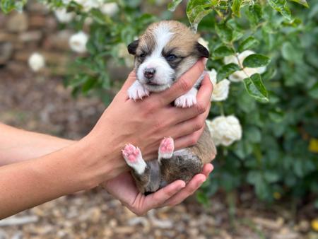 Welsh Corgi (Pembroke) for sale by ORICAL