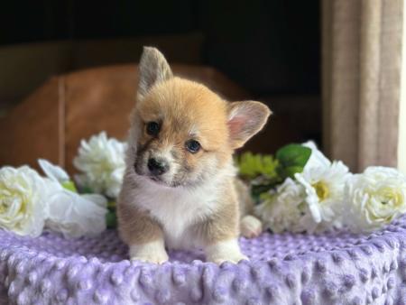 Welsh Corgi (Pembroke) for sale by ORICAL