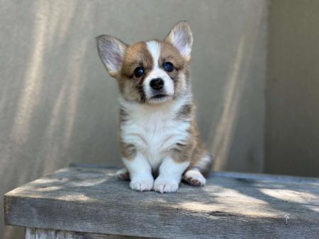 Welsh Corgi (Pembroke) for sale by ORICAL