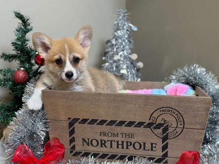 Welsh Corgi (Pembroke) for sale by ORICAL
