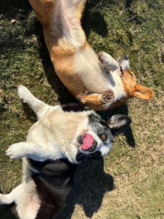 Welsh Corgi (Cardigan) for sale by ORICAL