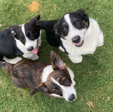 Welsh Corgi (Cardigan) for sale by ORICAL