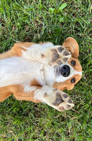 Welsh Corgi (Cardigan) for sale by ORICAL