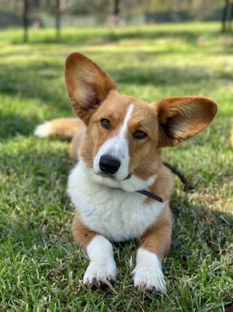 Welsh Corgi (Cardigan) for sale by ORICAL