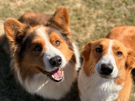 Welsh Corgi (Cardigan) for sale by ORICAL