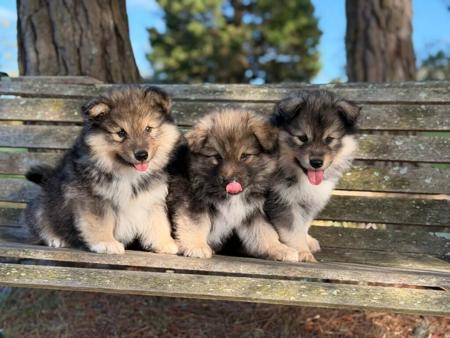 Finnish Lapphund puppy for sale by LMILLS