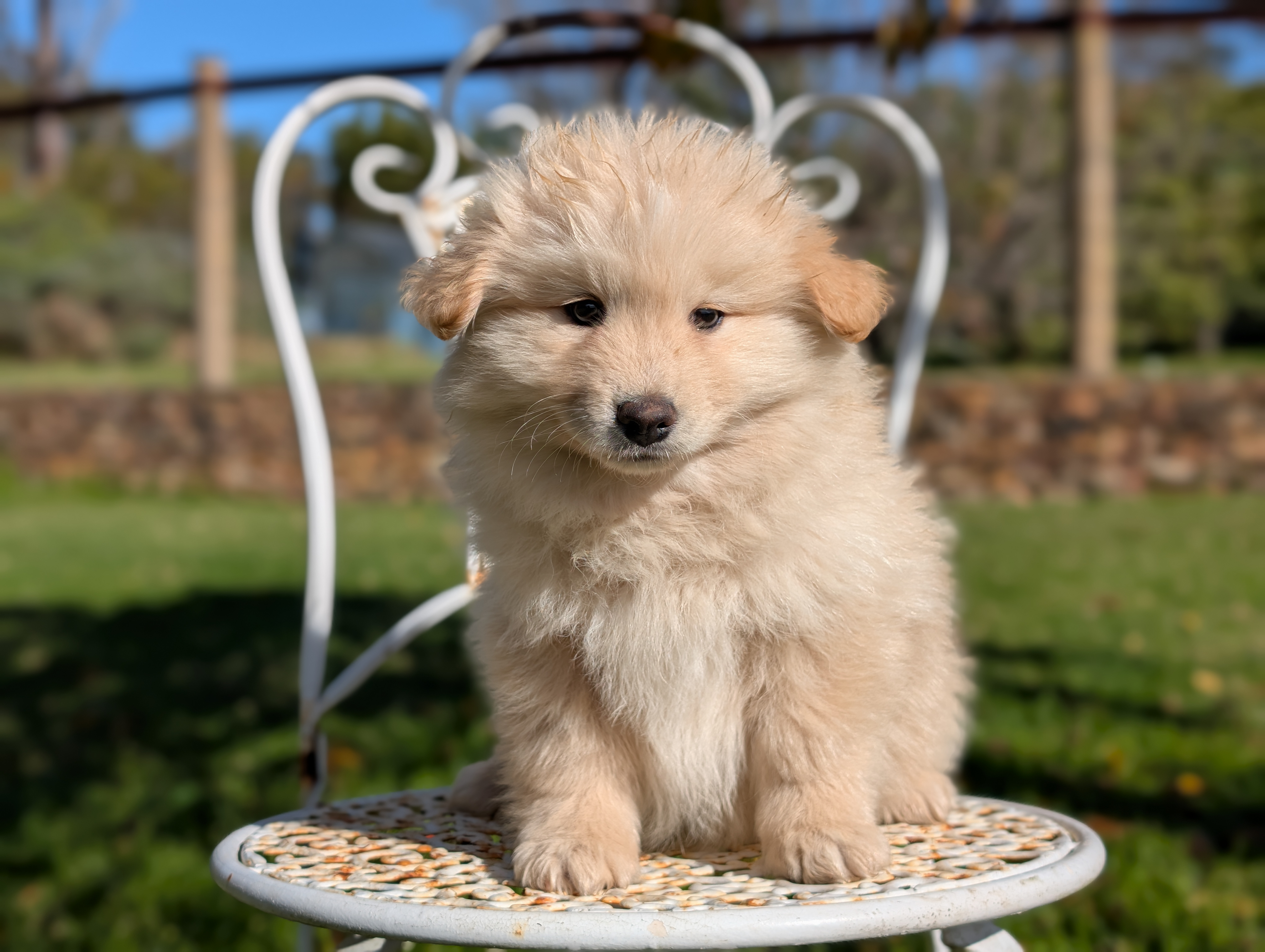 Finnish Lapphund puppy for sale by ORICAL