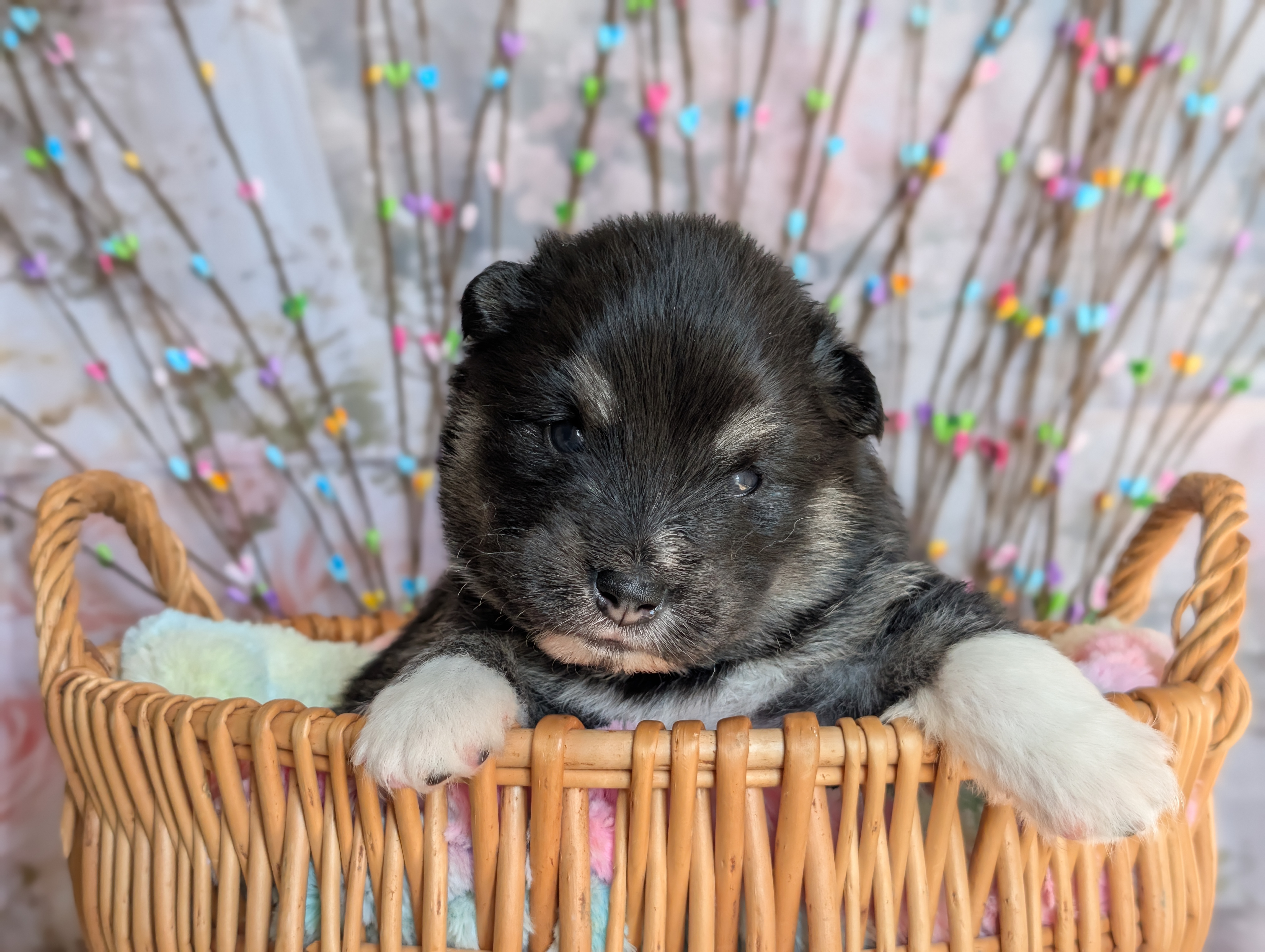 Finnish Lapphund puppy for sale by LMILLS