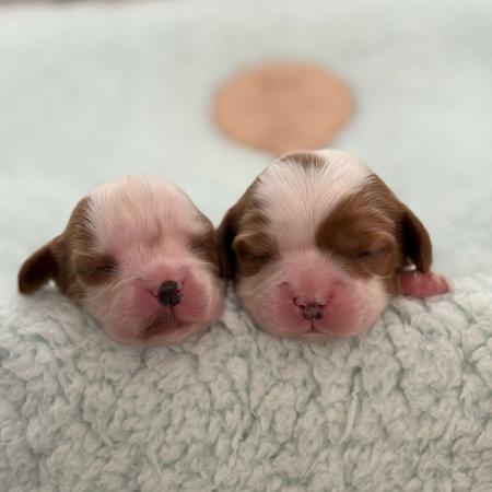 Cavalier King Charles Spaniel puppy for sale by LARAPAZ