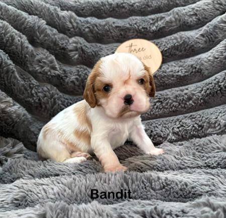 Cavalier King Charles Spaniel puppy for sale by LARAPAZ