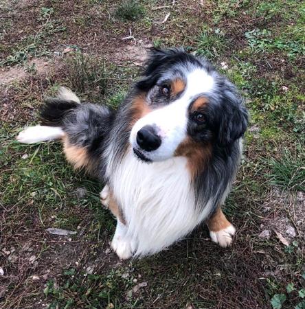 Border Collie puppy for sale by MILANGIMBI