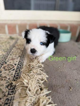 Border Collie puppy for sale by MILANGIMBI