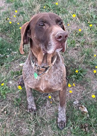 German Shorthaired Pointer puppy for sale by MILANGIMBI
