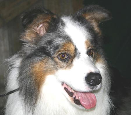 Border Collie for sale by MILANGIMBI