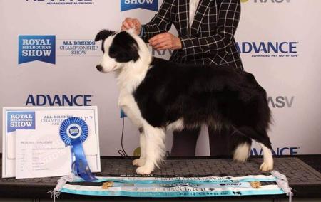 Border Collie for sale by MILANGIMBI