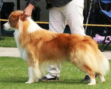 Border Collie for sale by MILANGIMBI