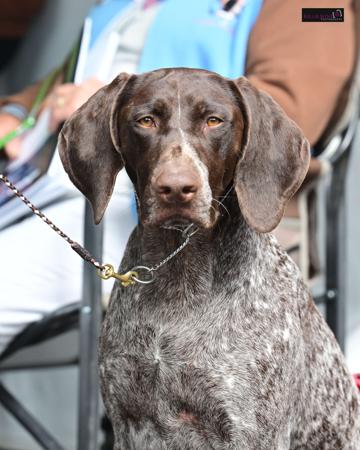 German Shorthaired Pointer for sale by MILANGIMBI