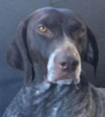 German Shorthaired Pointer for sale by MILANGIMBI