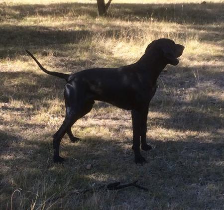 German Shorthaired Pointer for sale by MILANGIMBI