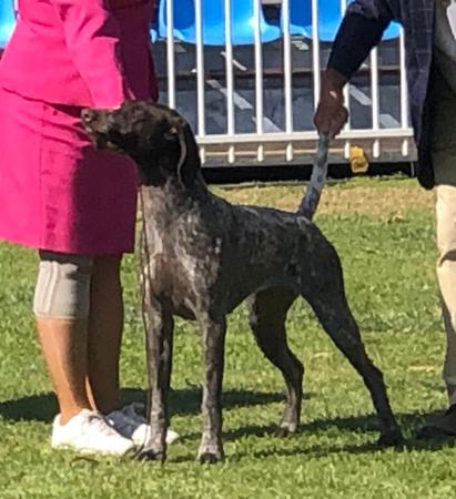 German Shorthaired Pointer for sale by MILANGIMBI