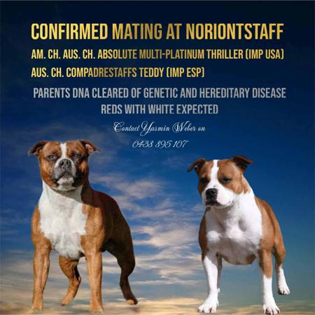 Staffordshire Bull Terrier for sale by NORIONTSTAFF