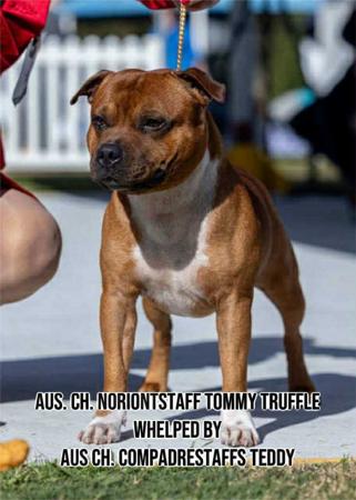 Staffordshire Bull Terrier for sale by NORIONTSTAFF