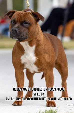 Staffordshire Bull Terrier for sale by NORIONTSTAFF