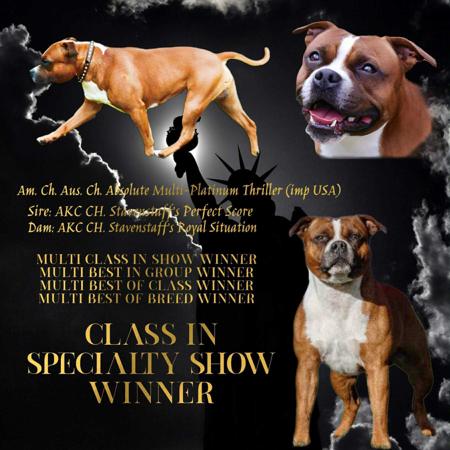 Staffordshire Bull Terrier for sale by NORIONTSTAFF