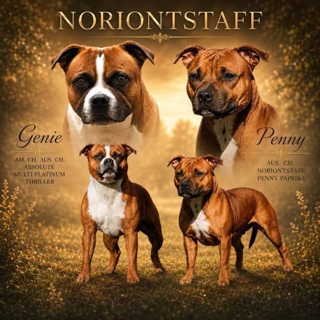 Staffordshire Bull Terrier puppy for sale by NORIONTSTAFF