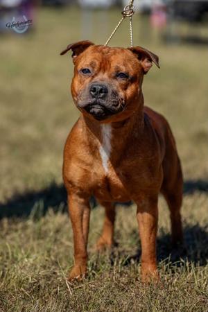 Staffordshire Bull Terrier for sale by NORIONTSTAFF