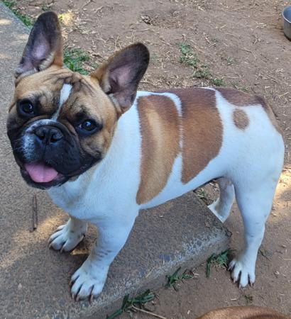 French Bulldog for sale by CAPSOOT