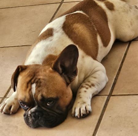 French Bulldog for sale by CAPSOOT