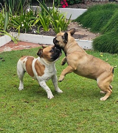 French Bulldog for sale by CAPSOOT