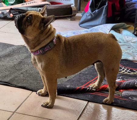 French Bulldog for sale by CAPSOOT