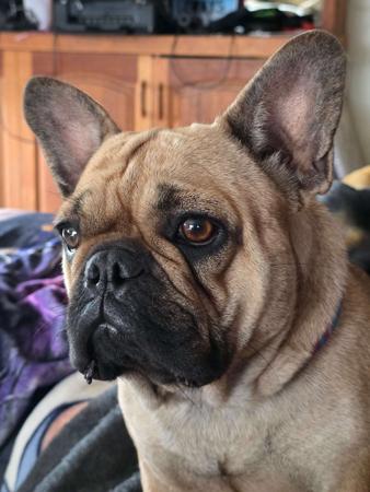 French Bulldog for sale by CAPSOOT