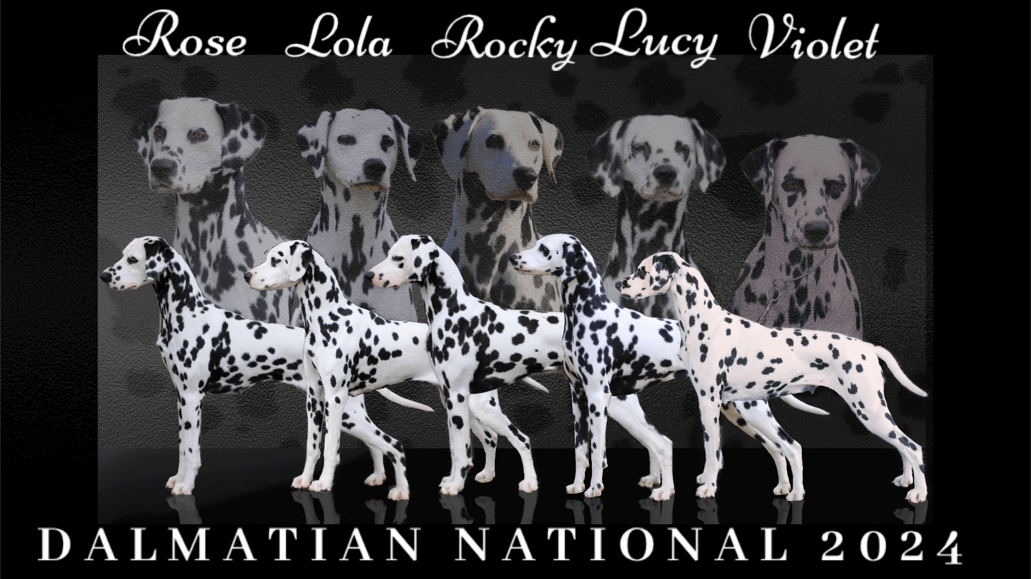 Dalmatian for sale by BANGORSTUD