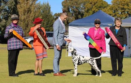 Dalmatian for sale by BANGOR